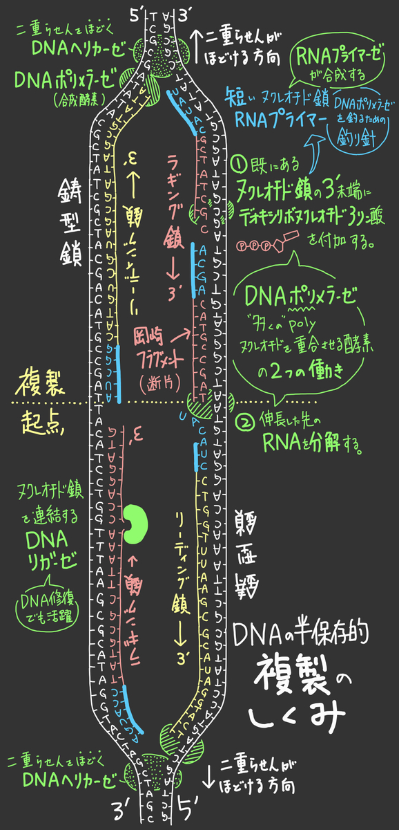 【97】DNA複製装置