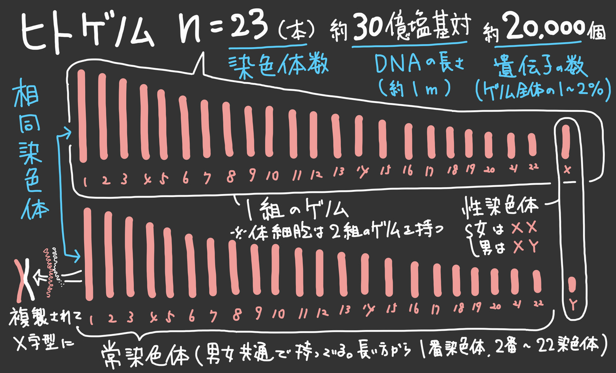 【36】染色体の乗換え＆遺伝子の組換え | SOIL-SHOP生物教材製作所/自習室