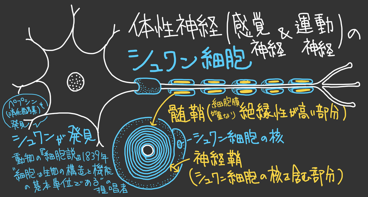 【52】跳躍伝導