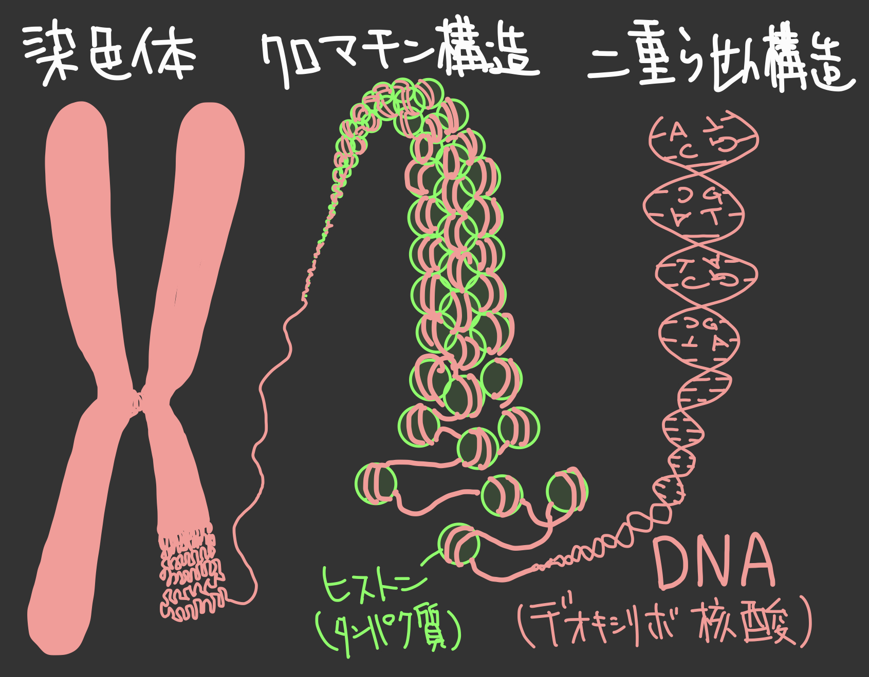 染色体 dna _ 染色体 dna 遺伝子 – FTJVY