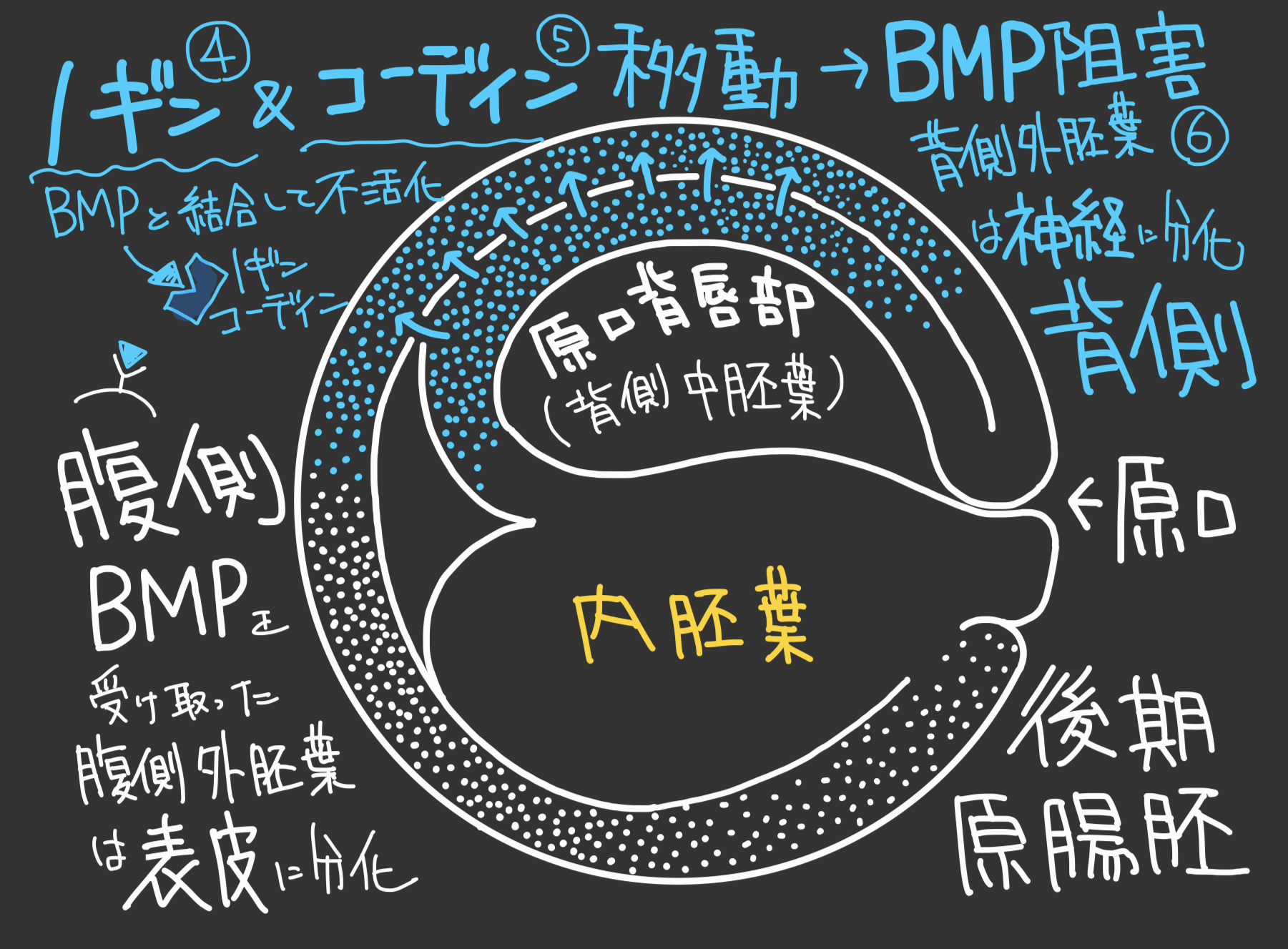 胚軸の種類: 幼根とは : ニンジン(人参)の育て方と栽培のコツ – WHYP